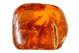 Fossil Mammalian Hair, Wasp & Fly Preserved in Baltic Amber - Rare! #163505-1
